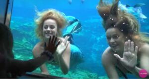 Two mermaids behind a clear tank wall with a child placing their hand on the glass.