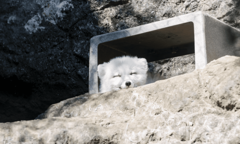 A sleeping polar bear