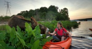 Person in a kayak hand-feeding a donkey.