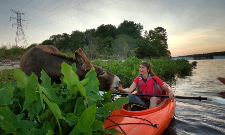 Person in a kayak hand-feeding a donkey.